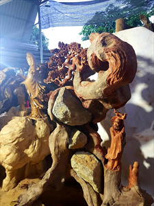 Mẫu tượng Đạt Ma gỗ Hương ta liền khối cao 1,5m