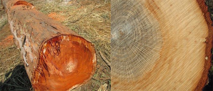 Vân gỗ sồi đẹp, chắc và có độ bền cao