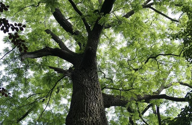 Cây nghiến là cây gỗ quý thường sống ở Trung Quốc và Việt Nam