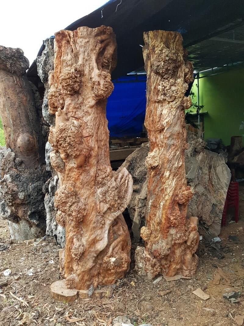 Chính bởi gỗ nu có tính chất rất quý và hiếm nên giá trị của loại gỗ này là rất cao