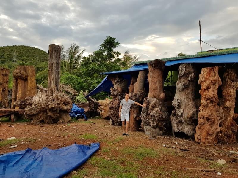 Quá trình khai thác Gỗ nu nghiến với các u sụn sần sùi là loại gỗ có giá trị rất cao.